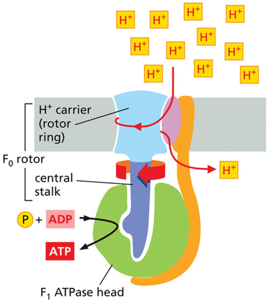 <p>H+ ions wrap around the complex</p>