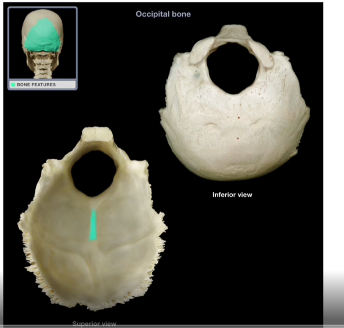 <p>External Occipital Crest </p>