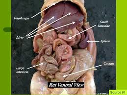 <p>large intestine </p><p> a temporary repository for waste products and as a site of water absorption</p>