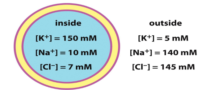 <p>These gradients are maintained by ATP-dependent pumps and channels - very specific</p><p>K+/Na+ gradient that is established can provide free energy to export other ions such as Cl-</p>