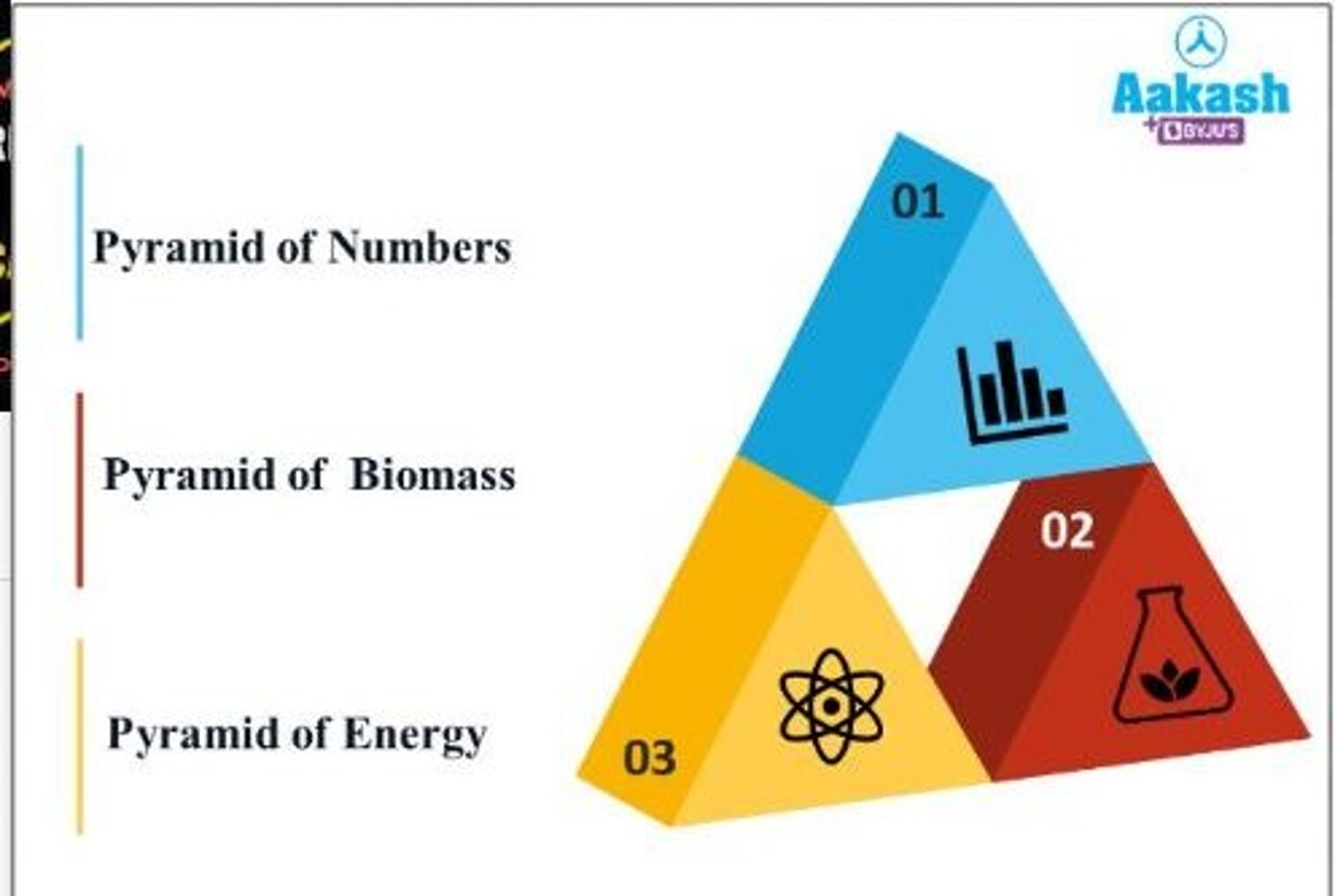 <p>Pyramid of biomass, numbers and energy</p>