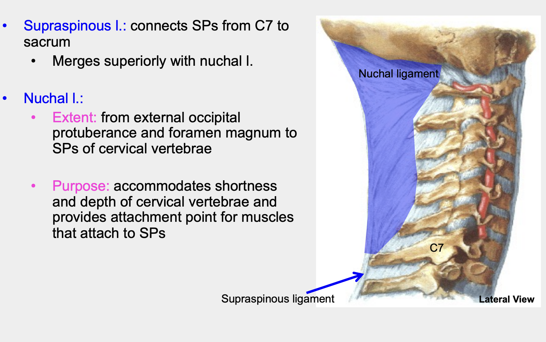 connects spinal processes from C7 to sacrum and it merges superiorly with the nuchal ligament 