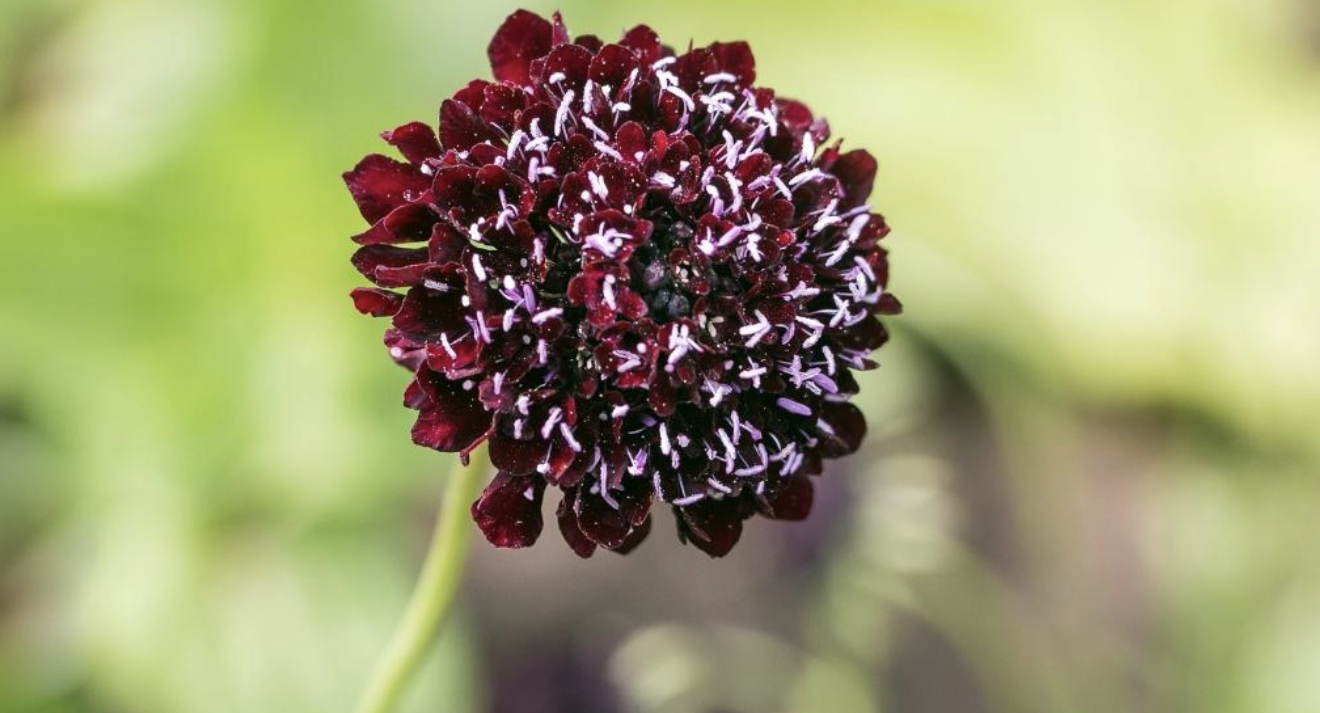 Flower 209