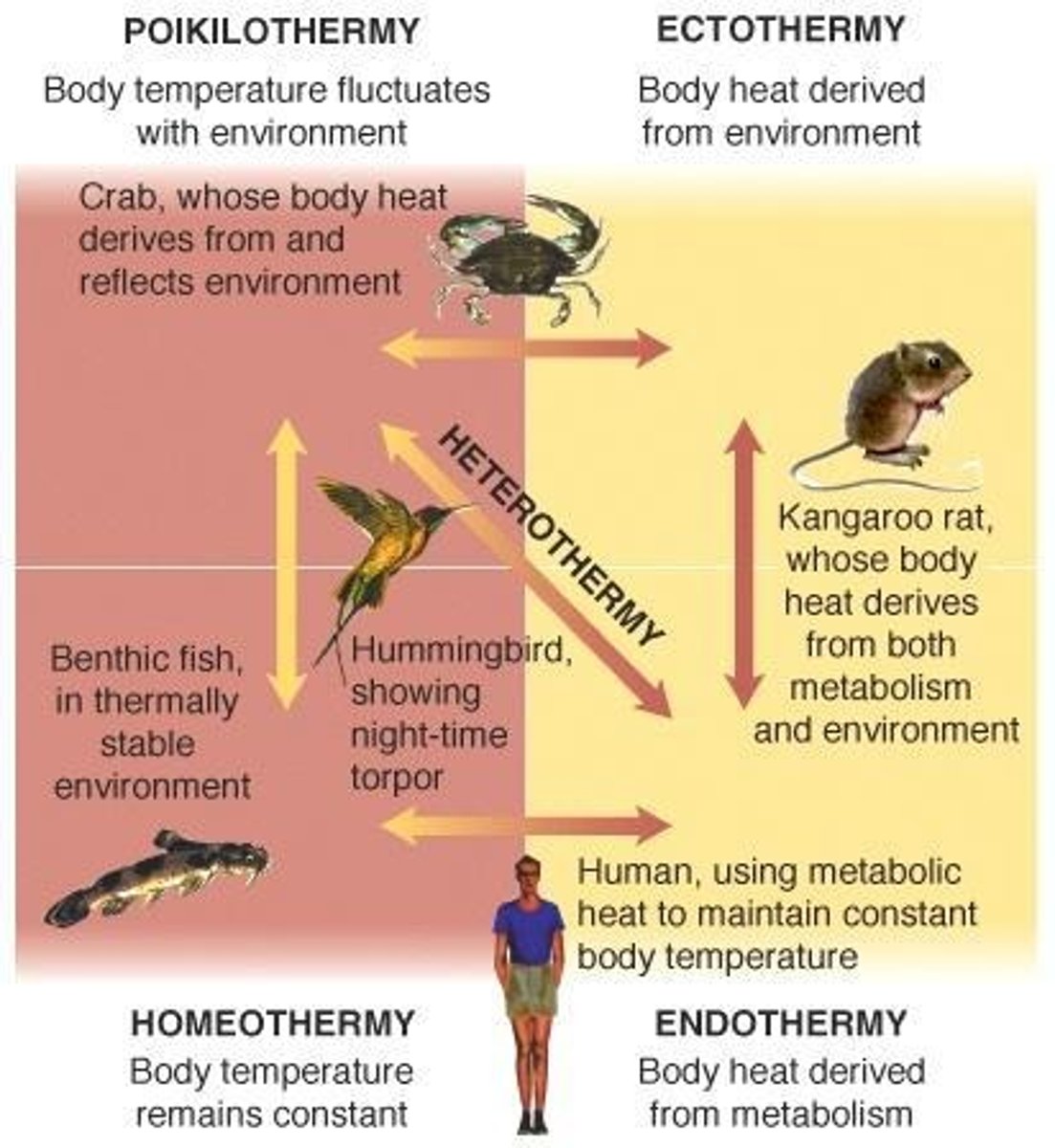 <p>Ectotherms rely on environmental heat sources, while endotherms generate their own body heat through metabolism.</p>