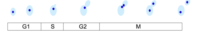 <ul><li><p>easy to isolate mutants</p><ul><li><p>easily find corresponding genes</p></li></ul></li><li><p>model for somatic cell cycle control</p></li><li><p>morphology (see last slide)</p><ul><li><p>diagnostic of the position in cell cycle</p></li></ul></li></ul><p></p><p></p>