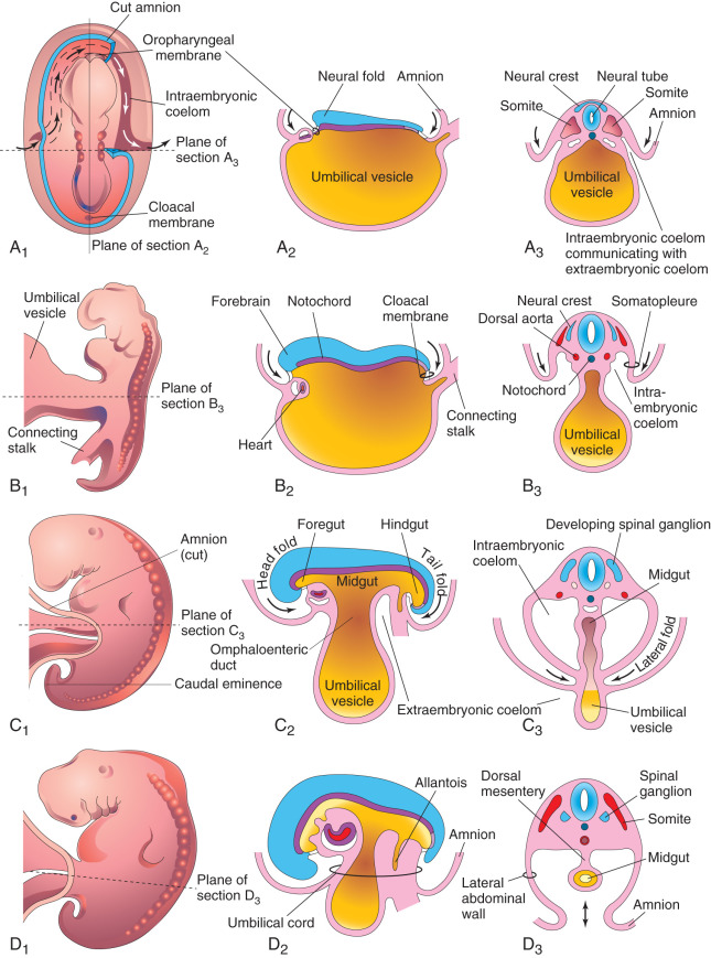 <ul><li><p>The <strong>hindgut</strong> forms by internal incorporation of the <strong>yolk sac</strong>, and its terminal portion dilates into the <strong>cloaca</strong>.<br></p></li><li><p>The <strong>cloacal membrane</strong> and <strong>connecting stalk</strong> are repositioned to the <strong>ventral side</strong> of the embryo.</p></li></ul><p><a target="_blank" rel="noopener noreferrer nofollow" class="link" href="https://youtu.be/ukQ8Csw52Lw" data-prevent-progress="true">Video</a></p>