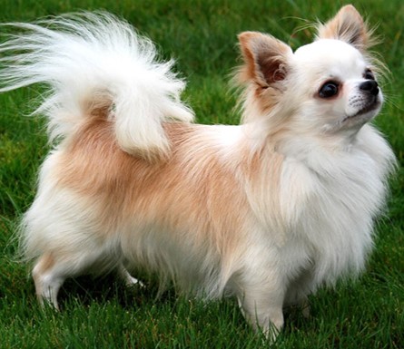 <p>Chihuahua</p>