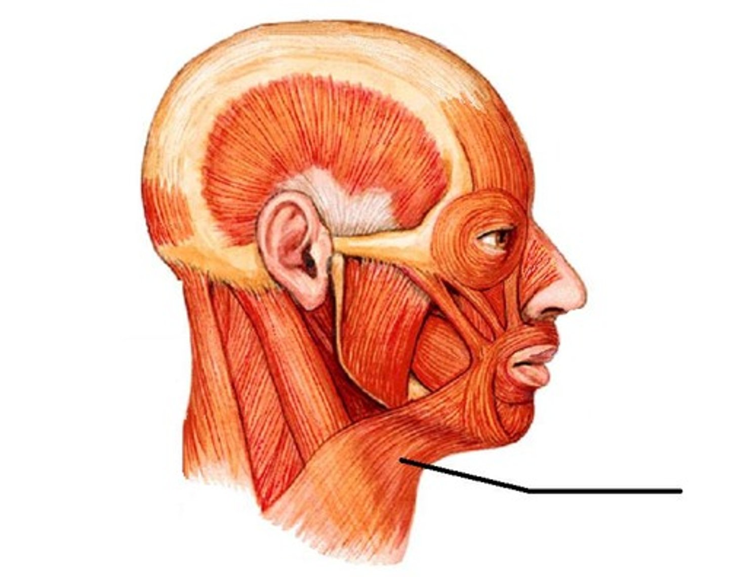 <p>mandible (lower border); skin and fascia of lower face; muscles of lower lip and angle of mouth</p>