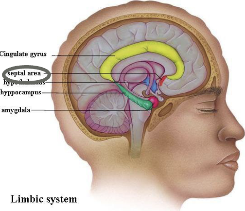 <p>septal cortex</p>
