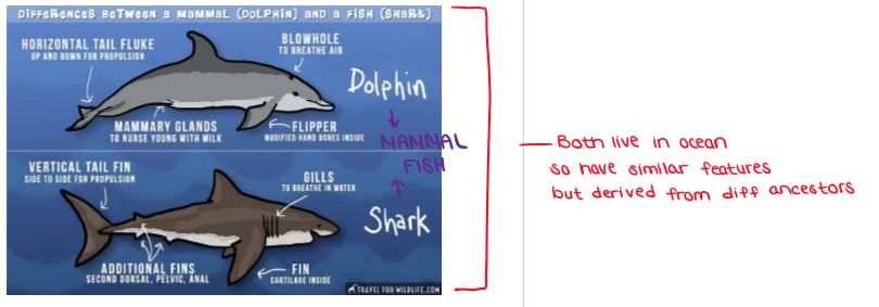 <ul><li><p><u>No common ancestor</u>&nbsp;(<u>very</u>&nbsp;diff ancestry), but similar structures evolved due to similar environmental<u> selective pressure</u>&nbsp;(<u>analogous</u>&nbsp;structures form)</p></li><li><p><strong>Example: Sharks (evolved from ancient fish)</strong> and<strong> dolphins (evolved from land-dwelling mammals)</strong>&nbsp;both have<strong> streamlined bodies, fins, and tails</strong>&nbsp;that help them move quickly through water.</p></li><li><p>Even though they come from very<strong> different ancestors,</strong>&nbsp;both developed similar body shapes and adaptations because they live in the <strong>same type of environment</strong> (the ocean) and face <strong>similar selective pressures</strong> for fast swimming and efficient hunting.</p></li></ul><p></p>