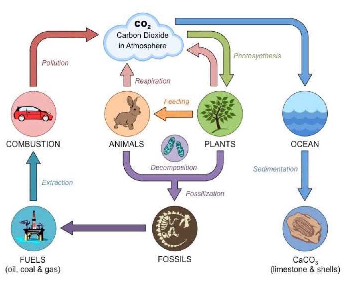 <p>Carbon cycle</p>