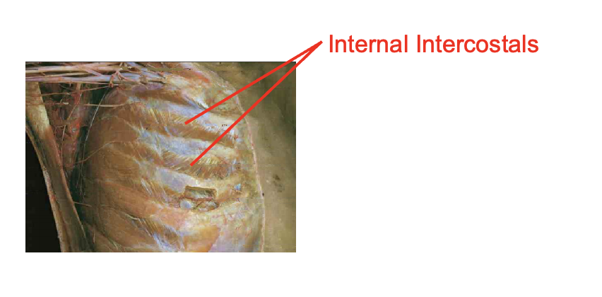 <p>internal intercostalas</p><ul><li><p>note that the muscles face upwards towards our chin in a serrated mannor</p></li></ul><p></p><p>Origin</p><ul><li><p>superiro margin of rib below</p></li></ul><p>INsertion</p><ul><li><p>inferior margin of rib above</p></li></ul><img src="https://knowt-user-attachments.s3.amazonaws.com/7c6375ee-143e-4a0f-8e73-a601e8da680f.png" data-width="100%" data-align="center"><p></p>
