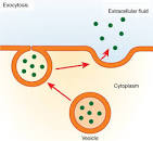 <p>Exocytosis </p>