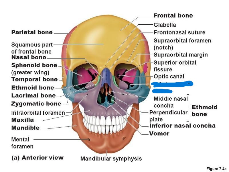 <p>What part of the skull?</p>