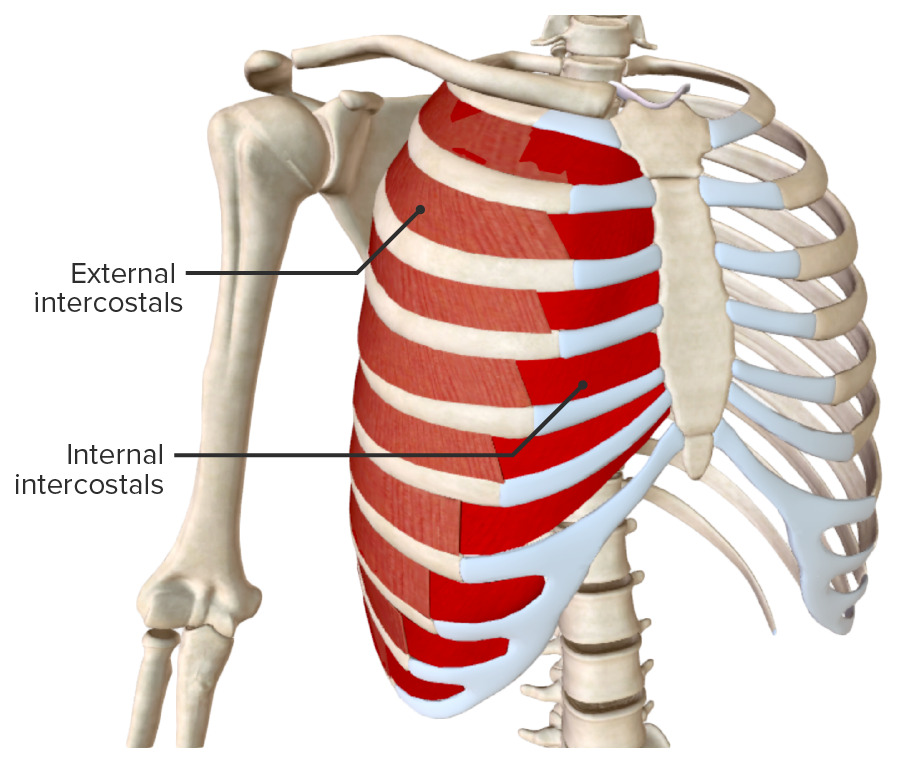 <p><span>Elevate/depress ribs to assist breathing.</span></p>