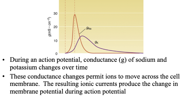 <ul><li><p><strong>Sodium conductance</strong>&nbsp;(gNa) rises first → Na⁺ influx → depolarization</p></li><li><p><strong>Potassium conductance</strong>&nbsp;(gK) rises later and longer → K⁺ efflux → repolarization</p></li><li><p>Shifts in conductance over time create the AP waveform</p></li></ul><p></p>