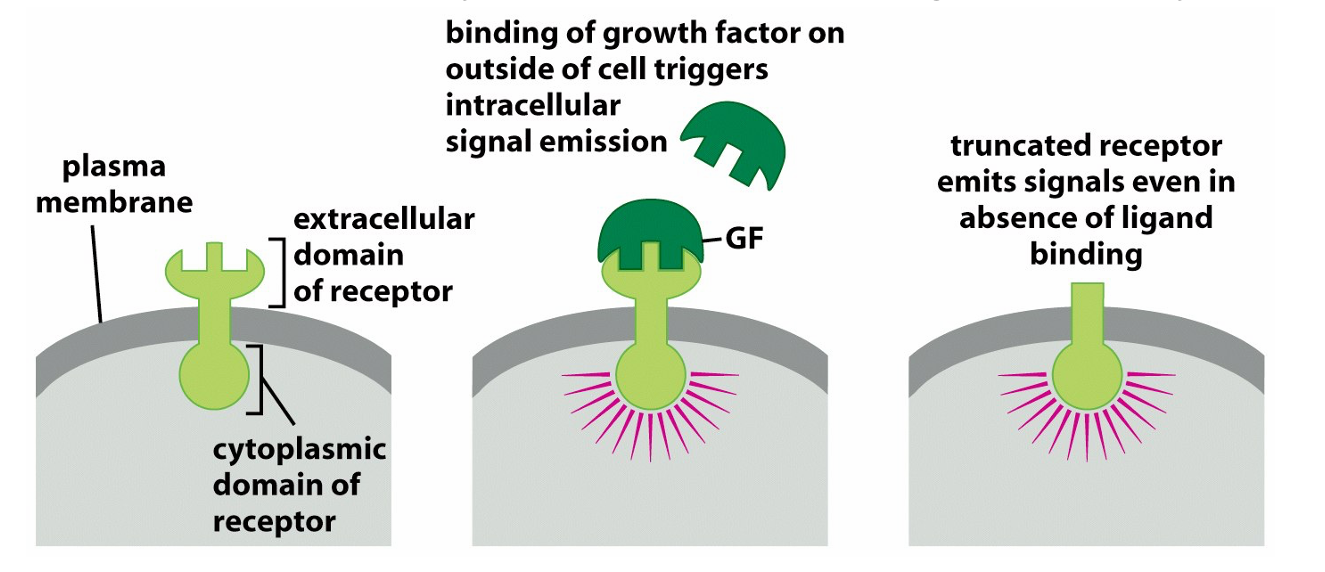 <ol><li><p>requirement for growth factors: they enable division and are provided by other cells via paracrine signalling→cancers msut find a way to increase the supply and do this by either making it themselves are mutating the signalling molecule downstream to appear that they are always switched on</p></li><li><p>Tumour suppression genes act as a break on proliferation: P53 trasncription factor collaborates with other proteins(ATM, ATR, CHk1 and 2) involved in DNA damage detection and repair; when activated it blocks entry in mitosis to allow dna repair to be carried out</p><p>extensive DNA damage results in apoptosis via Noxa, Bax, Puma since it is safer to destroy then repair</p></li><li><p>requirement for O2 and nutrients→ this is regulated by blood vessel proximity so they require new blood vessels via neovascularisation to grow beyond 1cm³</p><p>new blood vessels are produced via angiogenesis and this is linked to production of vascular endothelial growth factor by the tumour</p></li><li><p>the immune system so evasion of cytotoxic T cells and natural killer cells</p></li></ol><p></p>