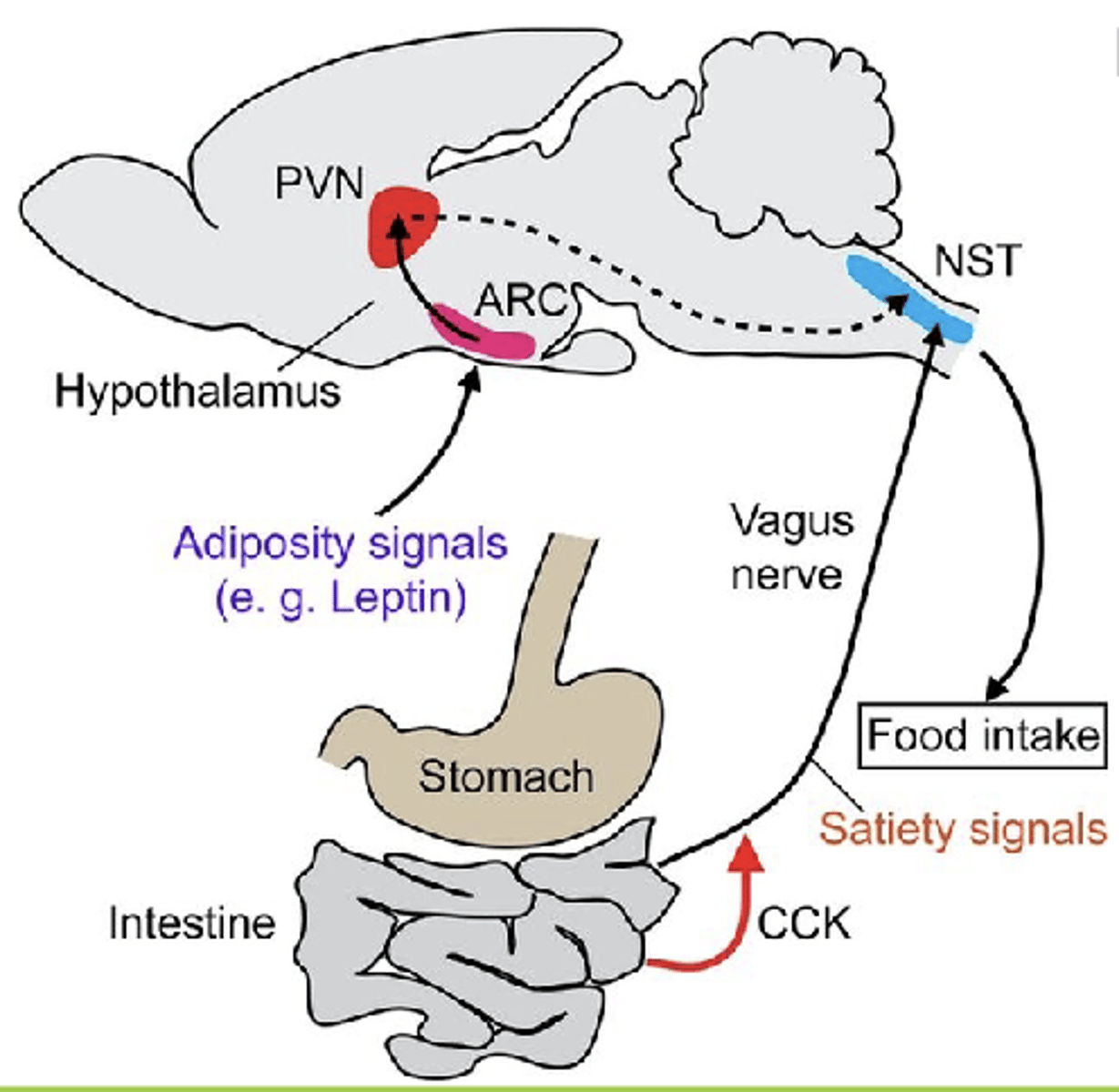 <p>Most effects due to changes in metabolism (not feeding behaviour)</p><p>- insulin levels increase</p><p>- lipogenesis (formation of fat) increases</p><p>- lipolysis (breakdown of fat) decreases</p><p>- most energy stored as fat</p><p>- rats need to get more energy, therefore eat more</p><p>Other effects due to unwanted lesions</p><p>- paraventricular nucleus of the hypothalamus</p><p>- noradrenergic bundle</p>