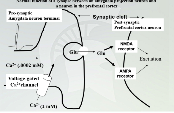 <p>Normal function of a synapse between an amygdala projections neuron and a neuron in the PFC </p>