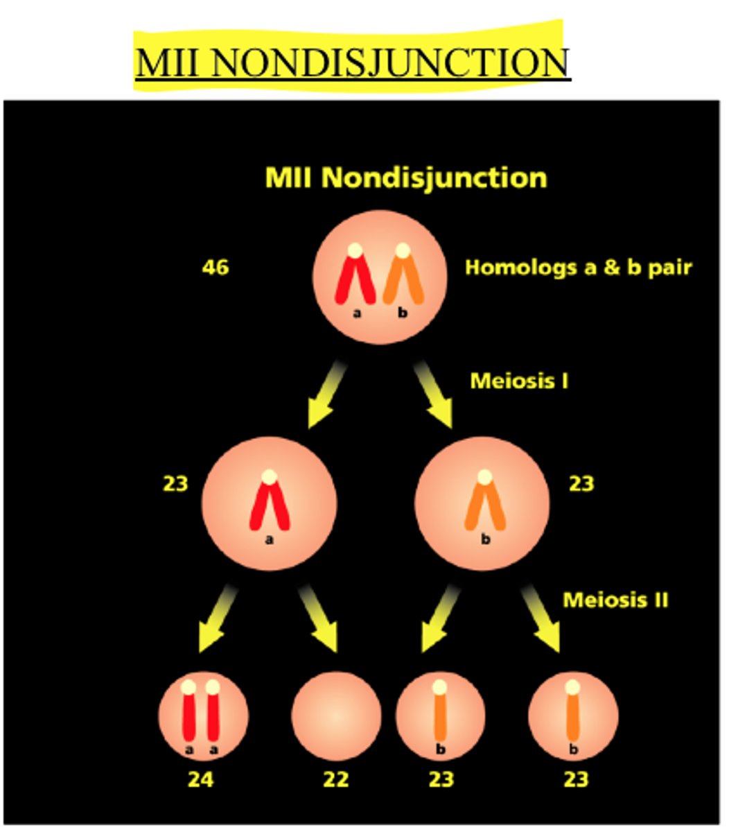 <p>Nondisjunction occurring during the second meiotic division.</p>