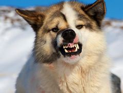 <p>Analyze the eyes of this dog</p>
