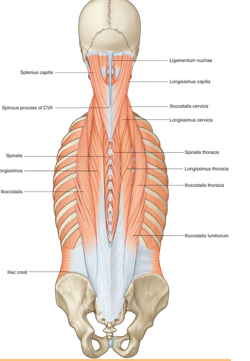 <p>They are a group of three muscle columns situated along the vertebral column, responsible for extending and laterally flexing the spine. </p><ul><li><p>med to lat: spinalis, longissimus, ileocostalis</p></li></ul><p></p>