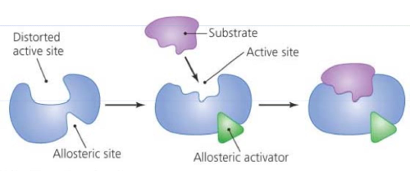 <p>A protein that binds to DNA and stimulates transcription of a specific gene.</p>