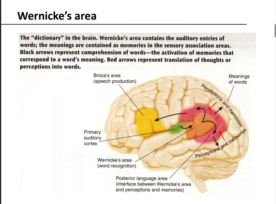 <p>What kind of information does Wernicke’s area contain?</p>