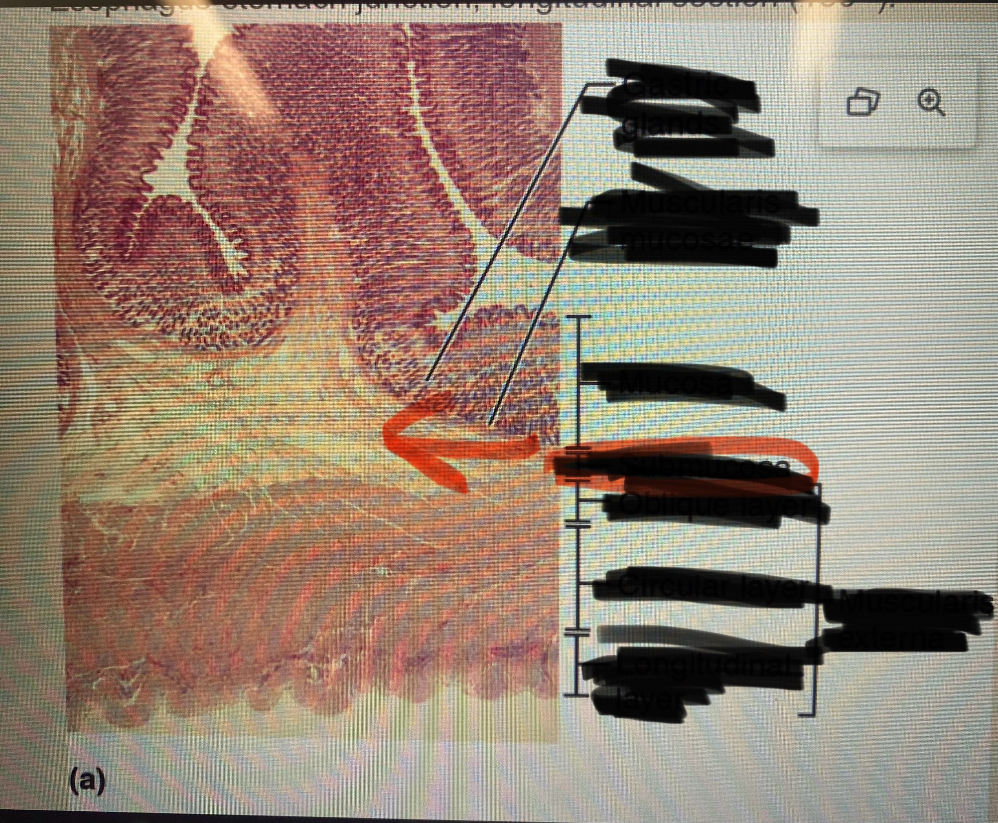 term image