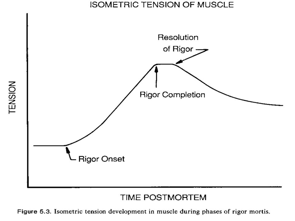<p>During what phase of the rigor curve is the muscle most contracted and tough?</p>