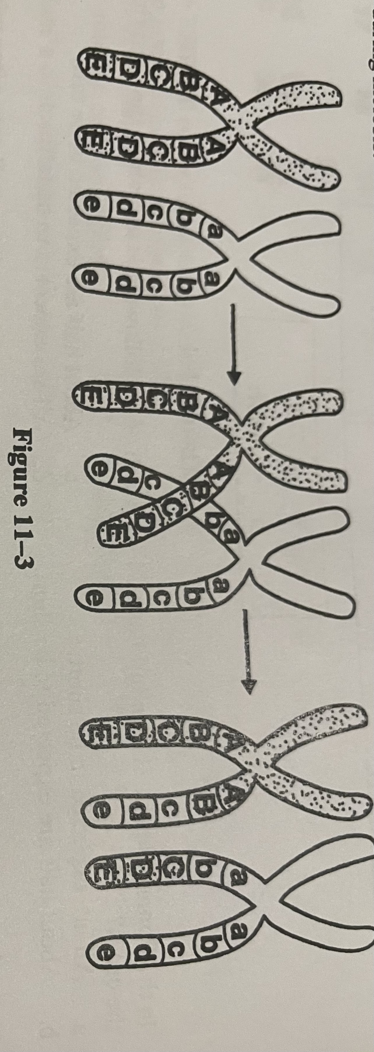 <p>What is shown in Figure 11-3?</p>