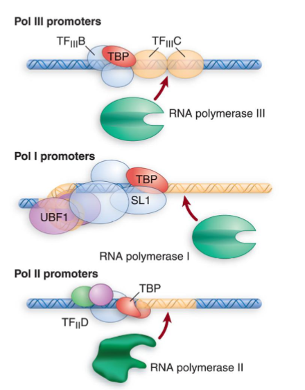 <p>TATA binding protein is a component of the POSITIONING factor no matter which RNAP is transcribing → allows each type of polymerase to bind to its promoter</p><ul><li><p>involved in coordination of activities of all 3 polymerases through binding to other polymerase-specific factors</p></li><li><p>TBP = #1 commitment factor that coordinates transcription factors and pulls in the right RNAP</p><ul><li><p>within SL1 complex (RNAP I)</p></li><li><p>within TFIID (RNAP II)&nbsp;</p></li><li><p>within TFIIIB (RNAP III)</p></li><li><p>also in TATA-less II promoters</p></li></ul></li></ul><p></p>