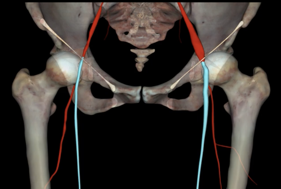 <p>What is highlighted in blue?</p>