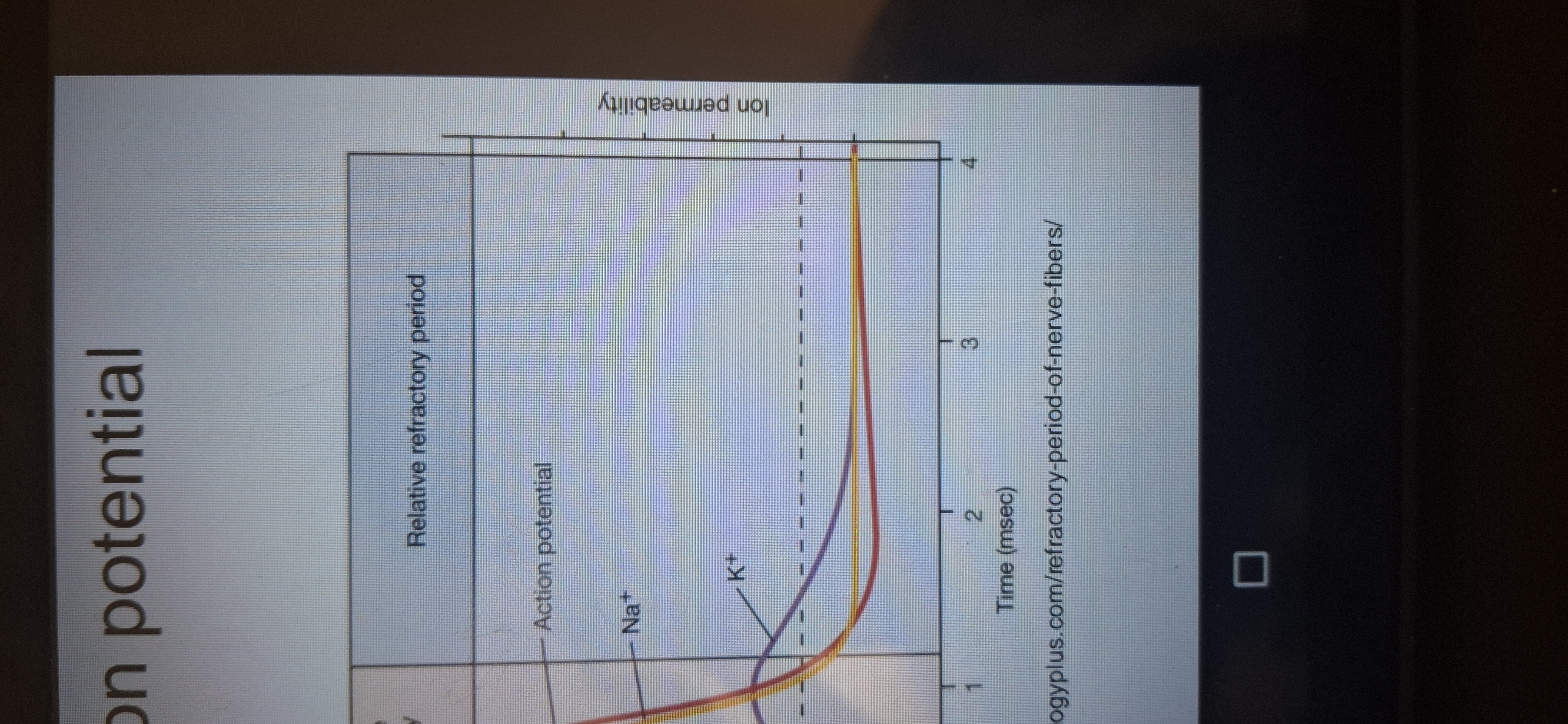 <p>Time when only strong Stimulation can produce an action potential. </p>