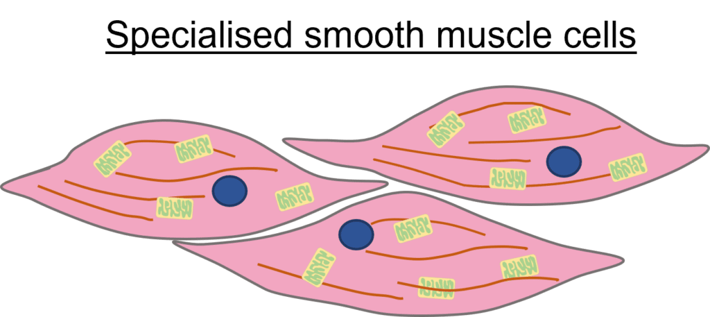 <p>state 2 <strong><em>adaptations</em></strong><em> and their </em><strong><em>functions</em></strong> of a <u>muscle cell</u></p>