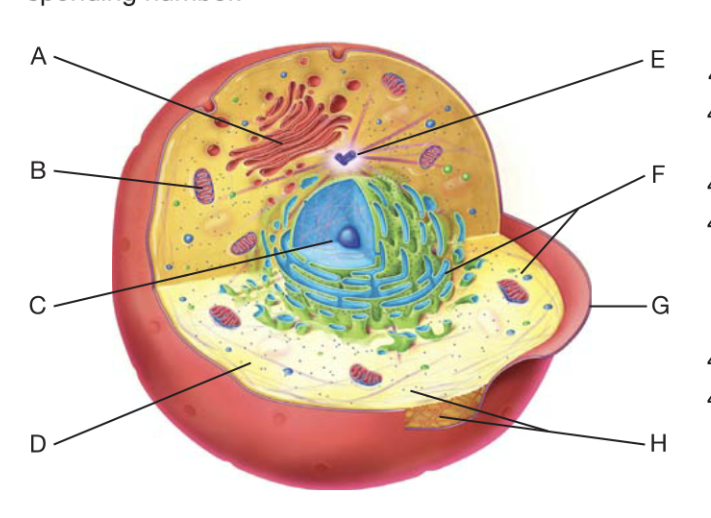 <p>Mitochondrion</p>