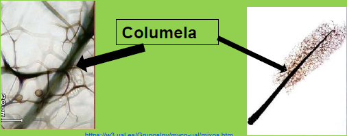 <p>Columela: es un eje central, esférico u oblongo, que es una prolongación del pie o del saco esporífero.</p>