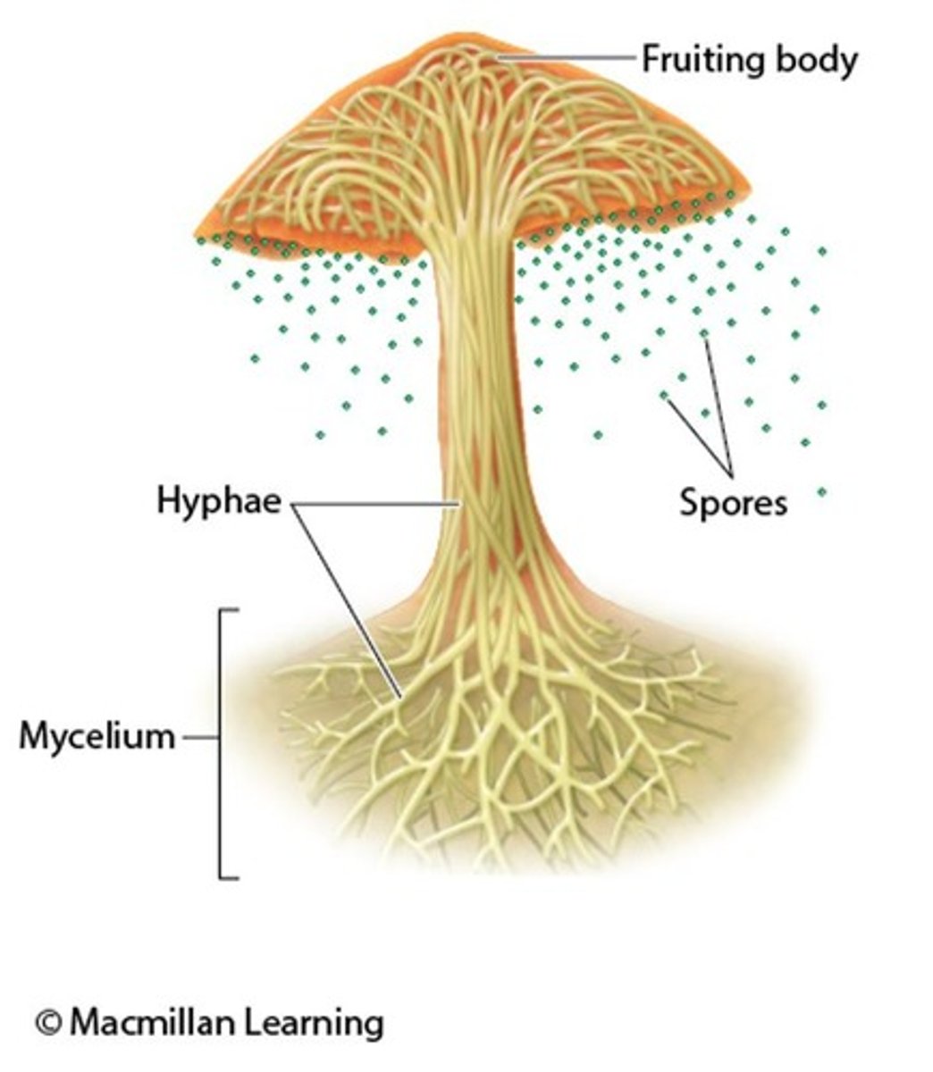 <p>Mycelium is a network of fungal filaments (hyphae) that connect fungi together.</p>