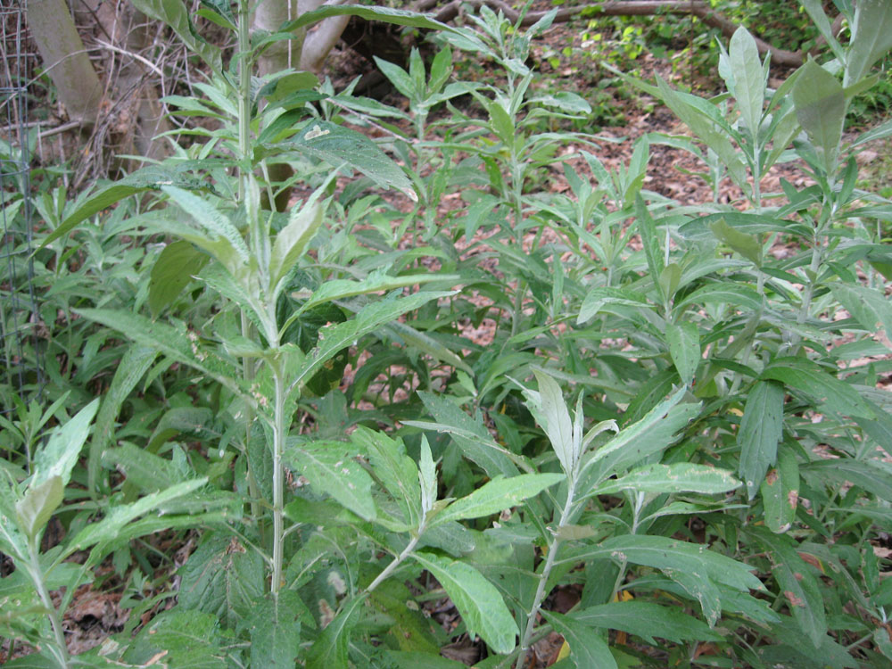 <p>Mugwort</p>