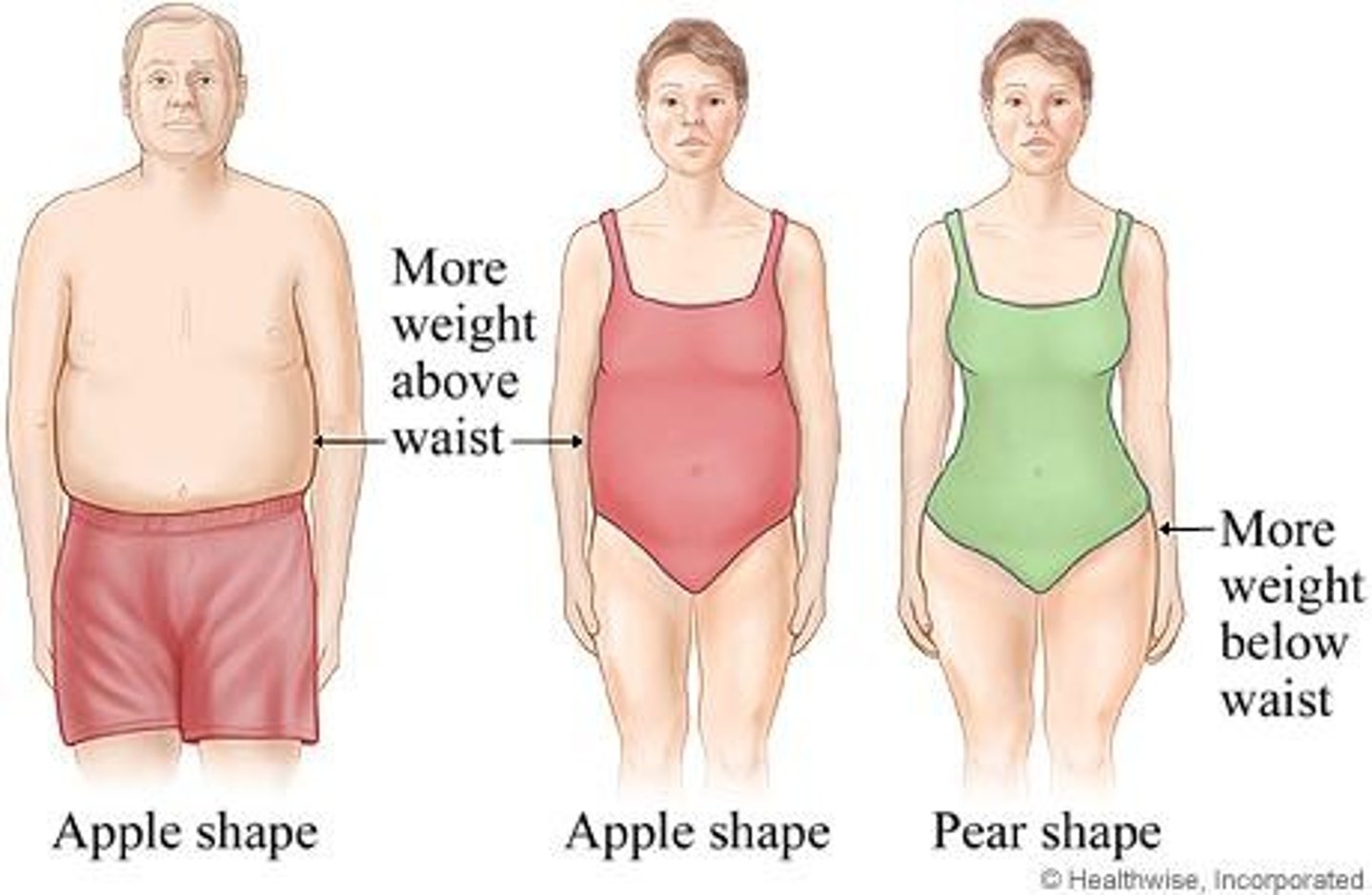 <p>It helps assess the distribution of fat in the body, indicating health risks associated with obesity.</p>