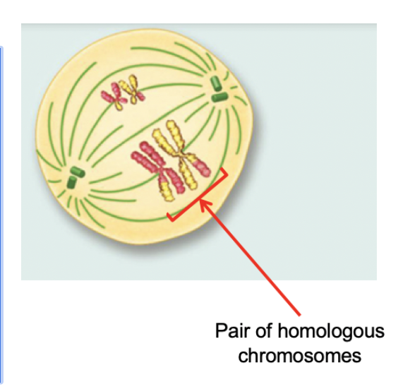 <p>Metaphase I (Meiosis)</p>
