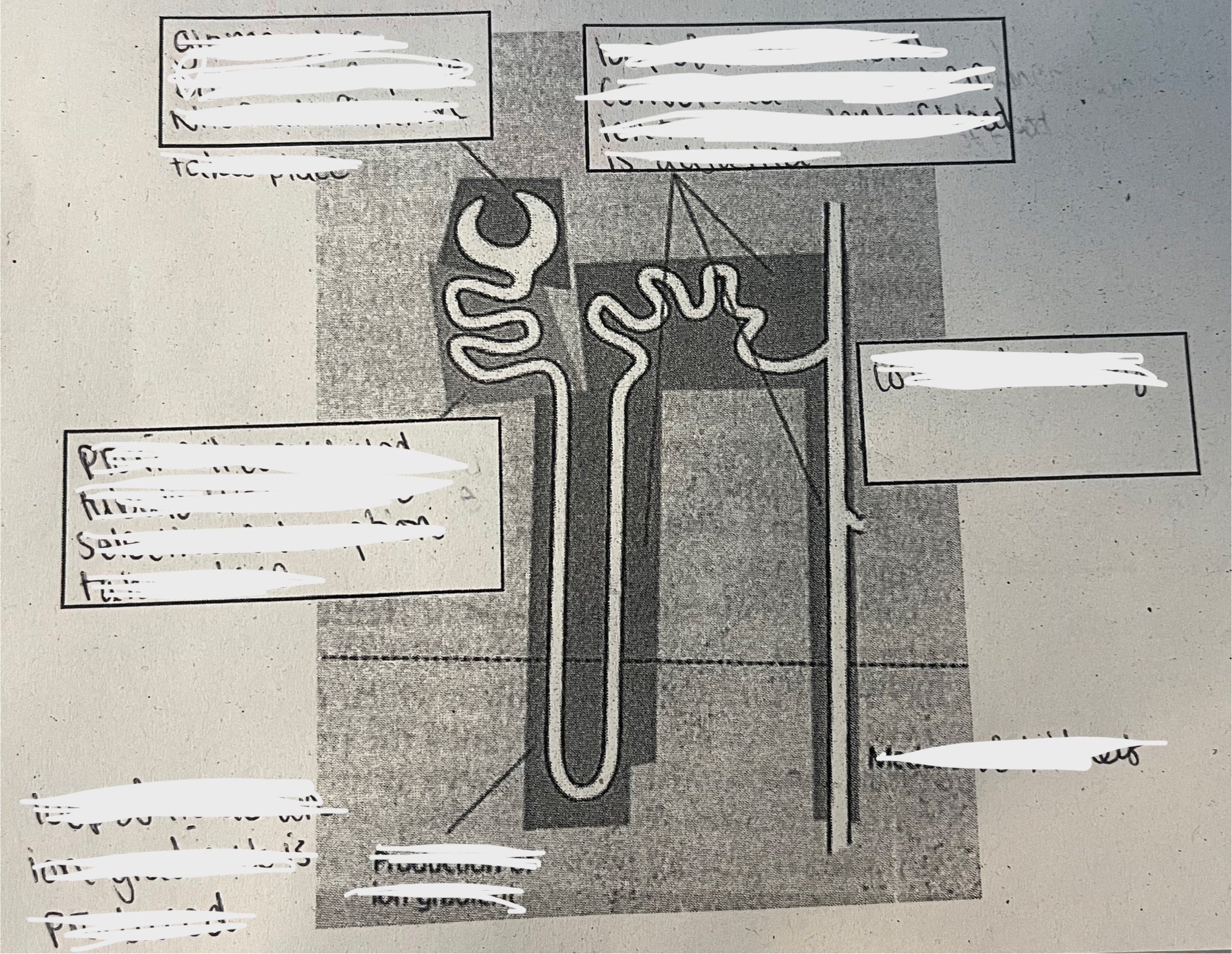 <p>Fill in the blank boxes showing the parts of the nephron and what they do</p>