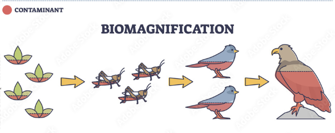 The increase in concentration of non-biodegradable pollutants in a food chain.
