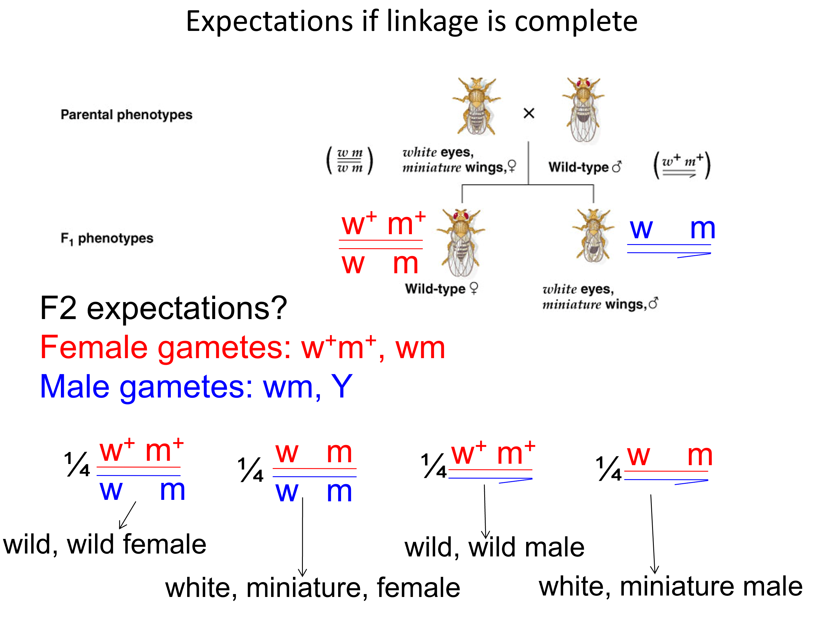 <p>notice there are no </p><p>-MT white eye &amp; WT normal wing</p><p>-WT red eye &amp; MT miniature wing</p><p></p><p>all F2 are either WT for both loci or mutant for both loci. This is known as parental phenotypes</p>