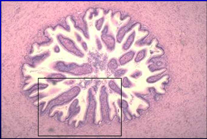 <p>Identify the structure:</p><p>Specie:</p>