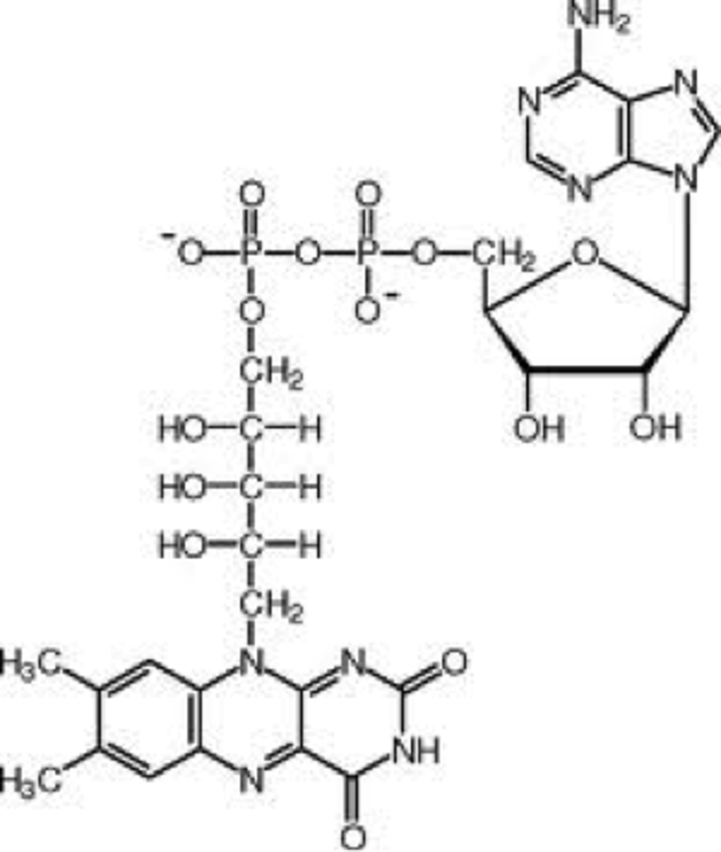 <p>Flavin adenine dinucleotide</p><p>derived from riboflavin (Vitamin B2)</p><p>Can undergo reduction w/ two hydrogen atoms (FADH2) or one hydrogen (semi-quinone FADH)</p><p>Tend to stay with an enzyme as a prosthetic group due to their covalent and tight binding (flavoproteins)</p>