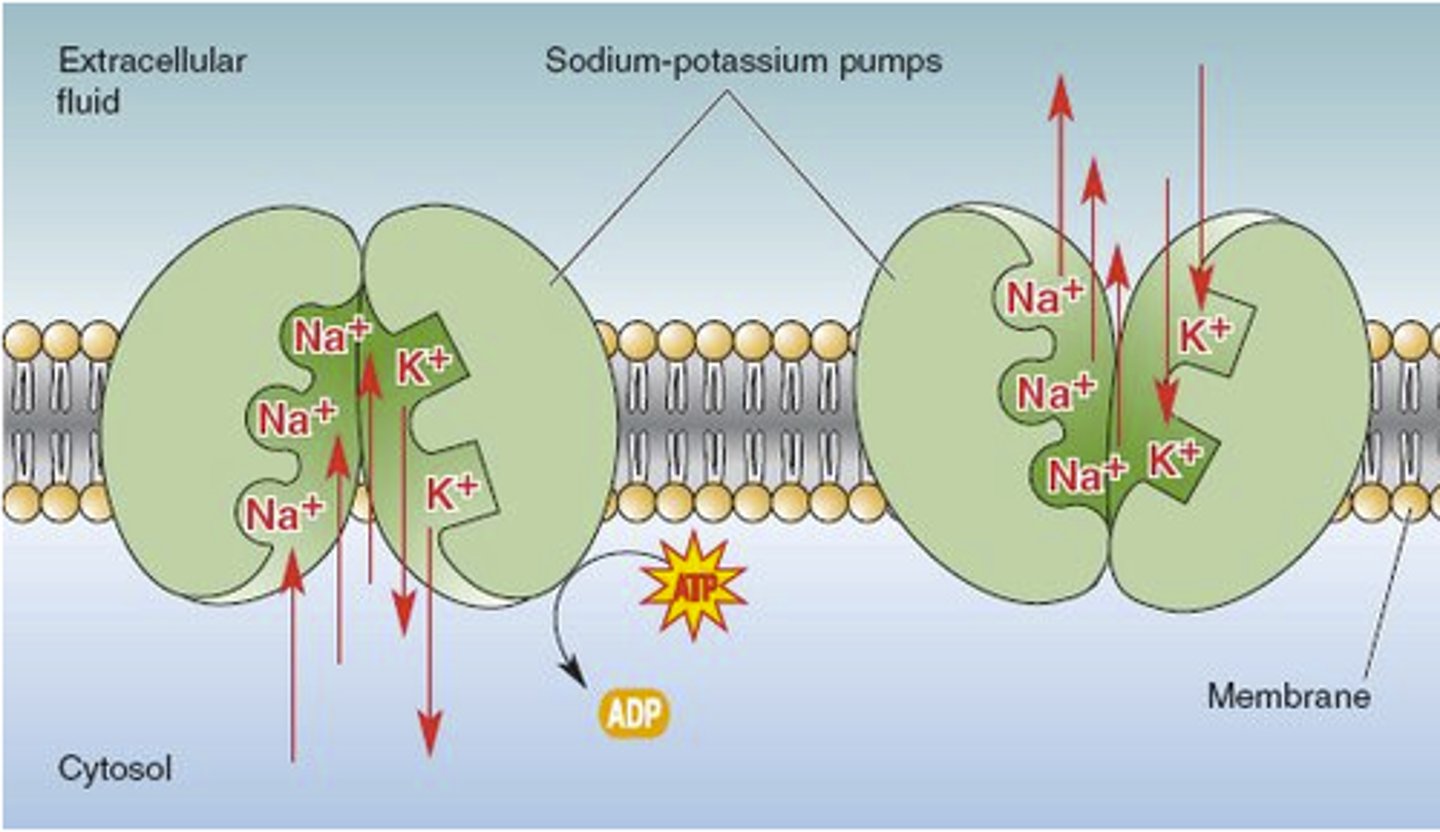 <p>k+ close ion concentration is restored by Na+/K+ pump. return to normal state</p>