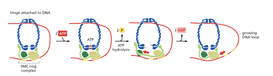 <ul><li><p>Cohesins and condensins are the two main types </p></li><li><p>a protein machine that uses energy from atp hydrolysis </p></li><li><p>reall method not know but theory proposed shown in diagram is inchworm model </p></li><li><p>when two molecules of ATP are cleaved the complex opens and is able to get a hold of DNA</p></li><li><p>ADP is released to trigger the conformation back to its normal configuration - pushing the feet of the complex back further than it started </p></li><li><p>As one part of the complex is still linked to DNA, the movement pushes the DNA at the foot of the complex out of a larger loop </p></li></ul><p></p>