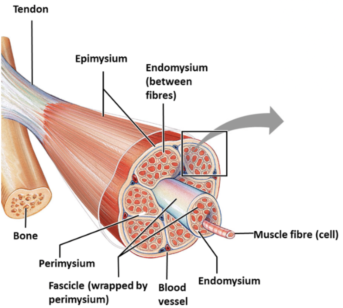 <p>protective connective tissue surrounding fascicles found in muscle tissue, carries blood vessels and nerves</p>