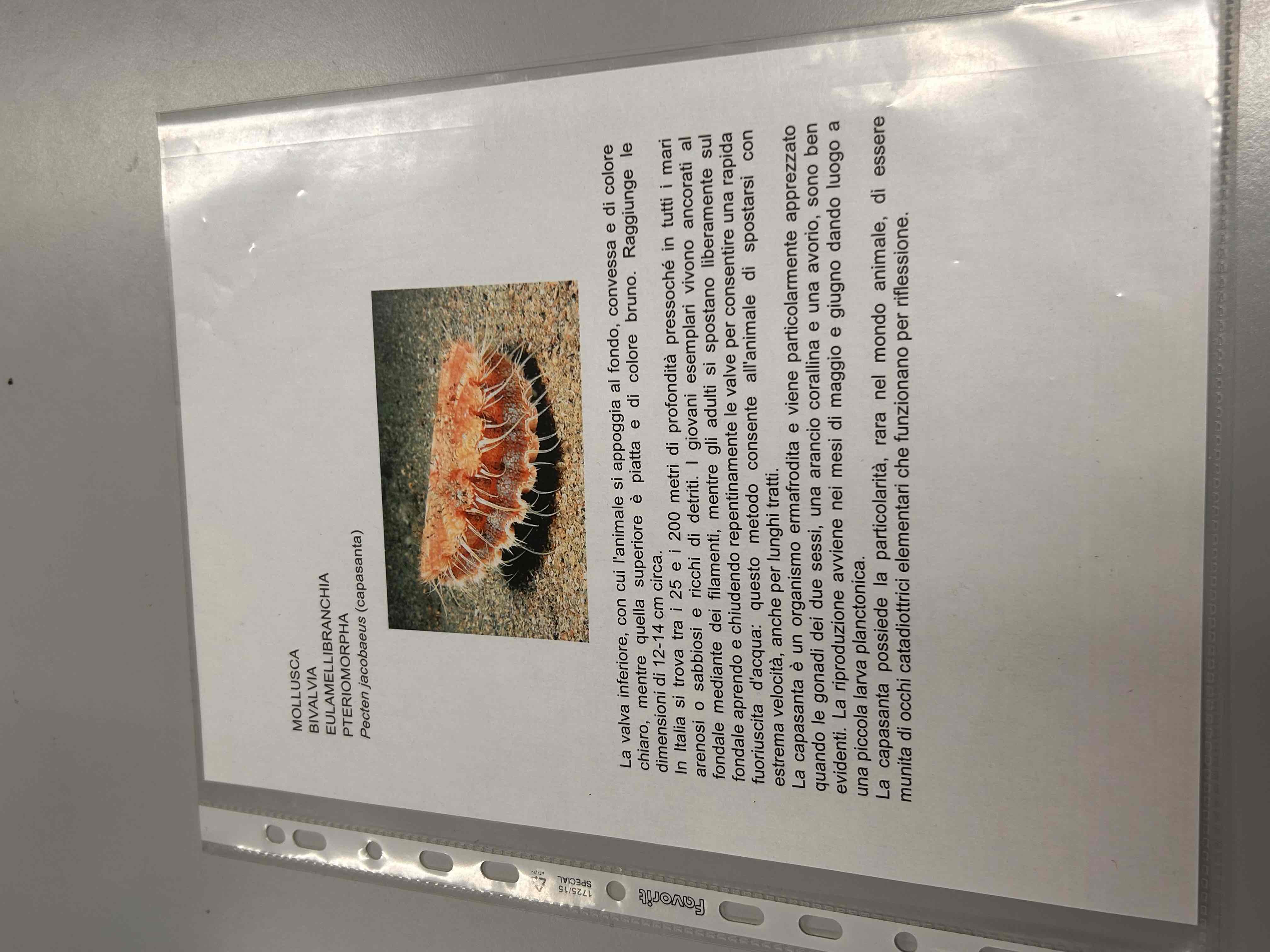 <p>Bivalvi</p><p>(Lamellibranchia)</p><p>Pecten jacobeus (capasanta)</p>